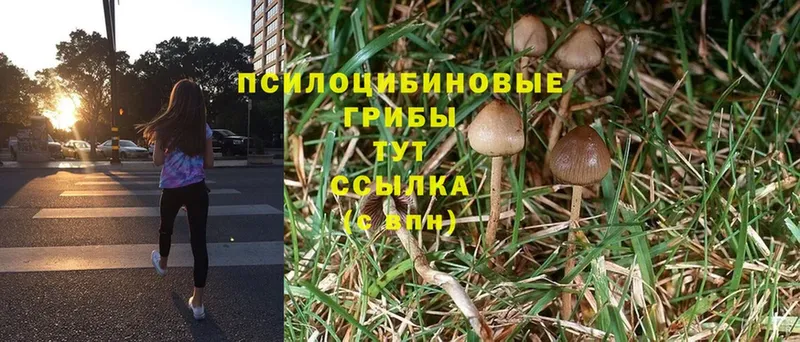 Галлюциногенные грибы MAGIC MUSHROOMS  Алатырь 